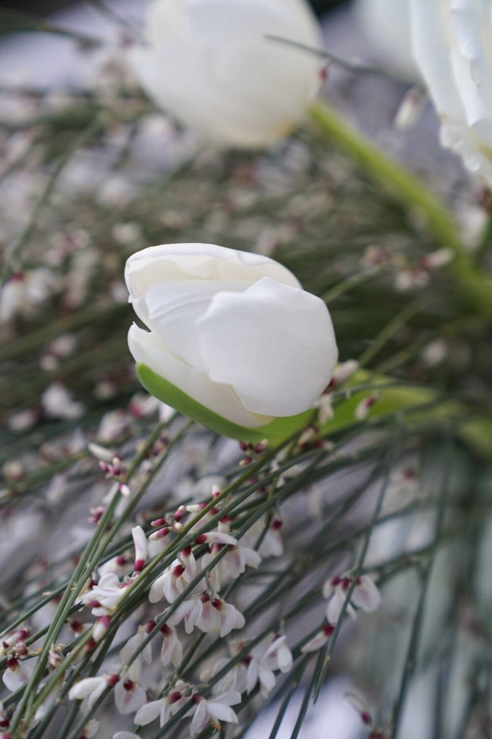 fiorabella