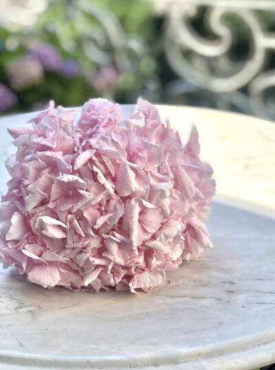 fiorabella
