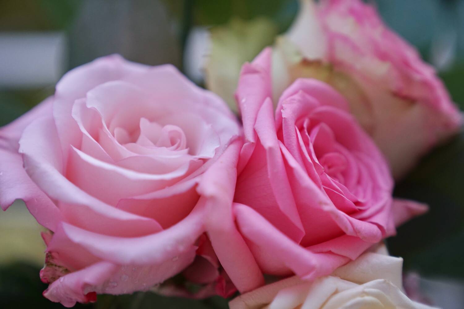 Herbstromanik mit Rosen
