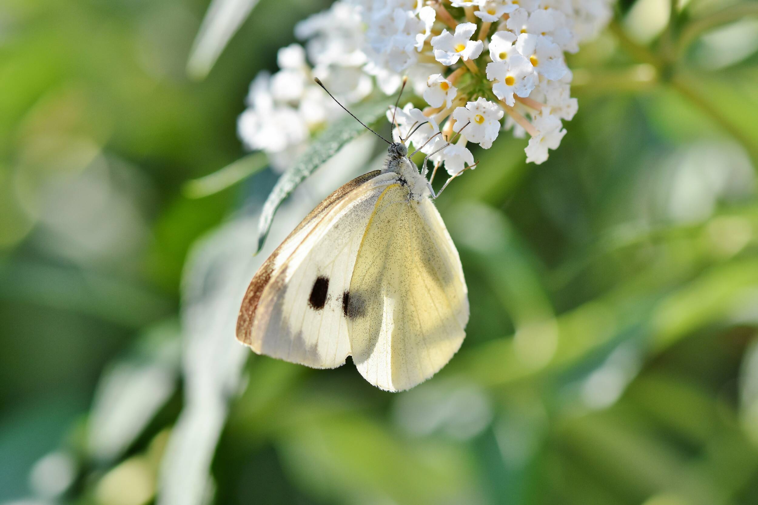 white ling, butterfly, flowers