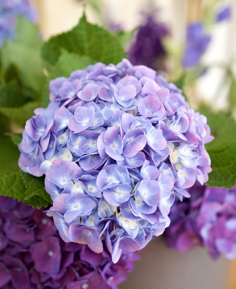 fiorabella