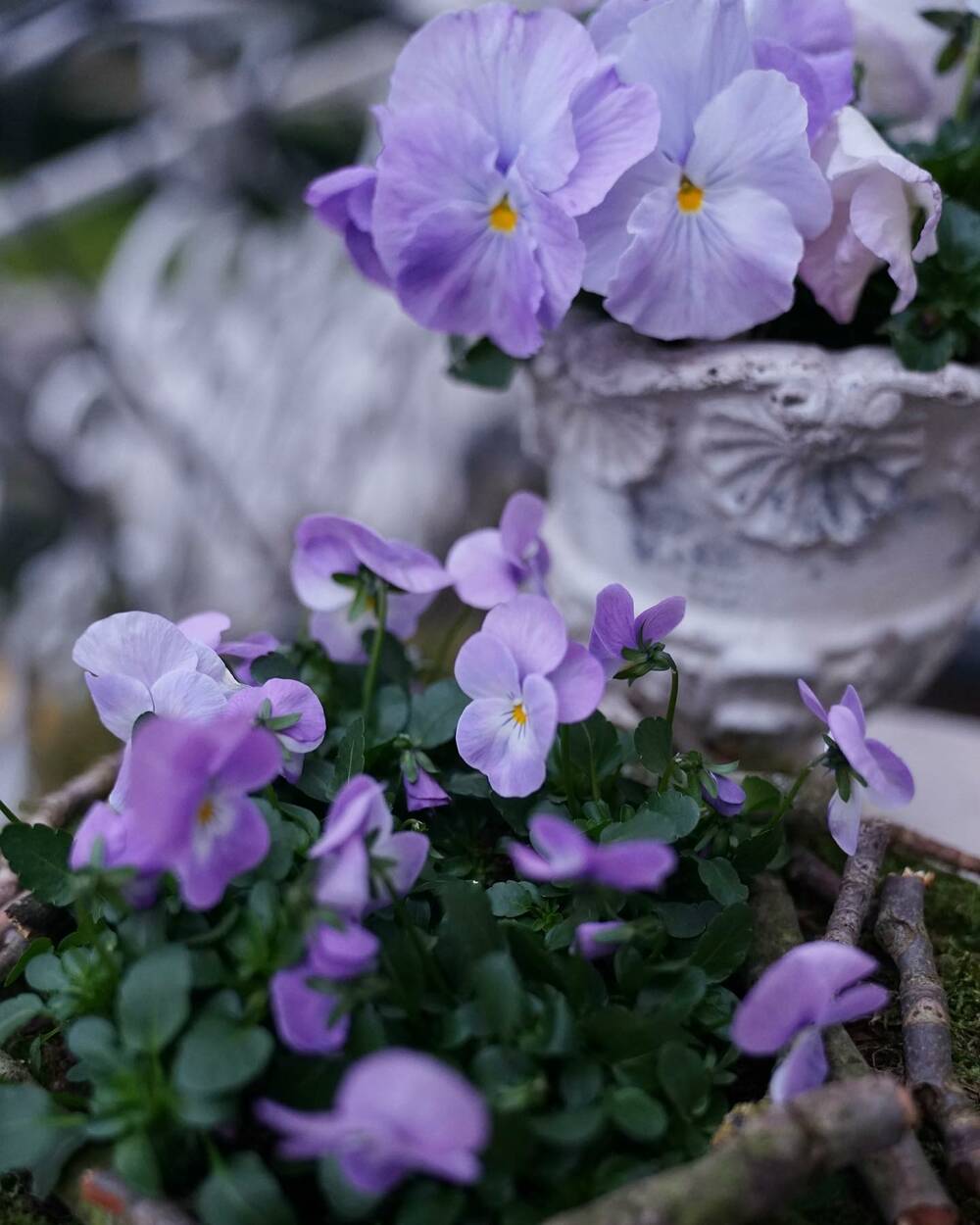 fiorabella