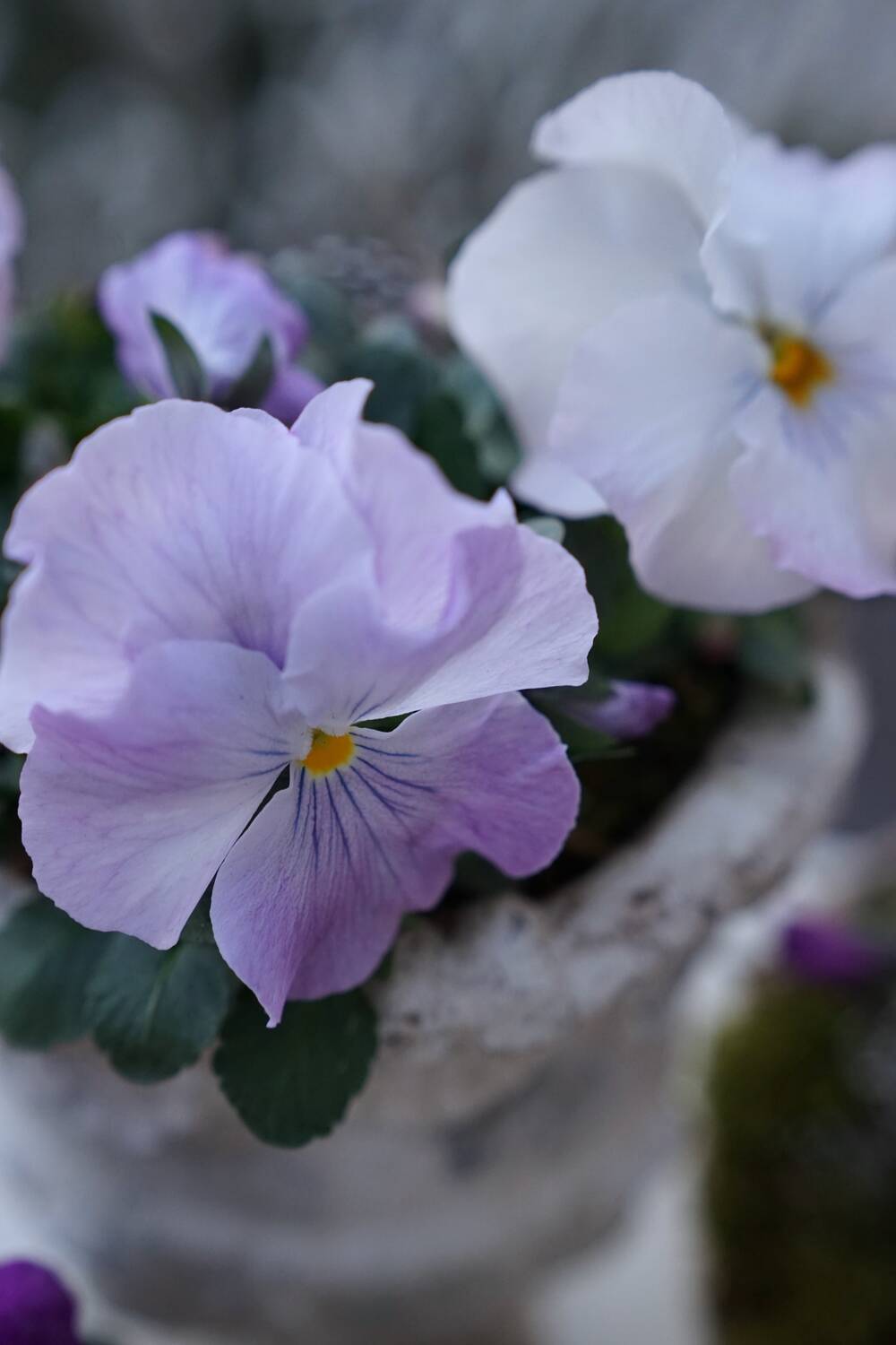 fiorabella