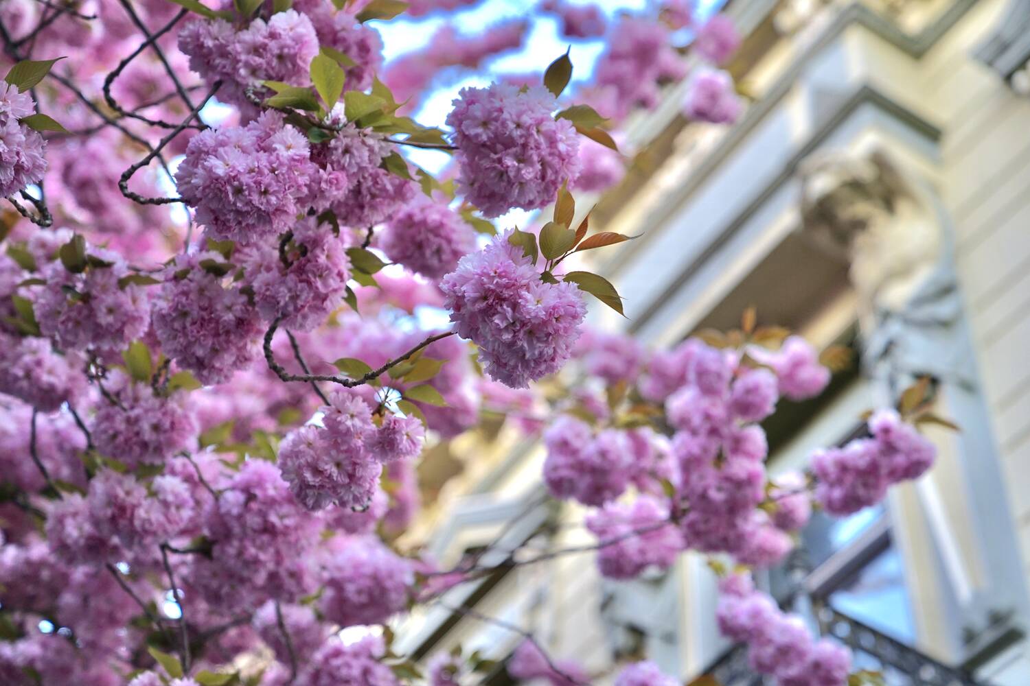 Kirschblüte Bonn 2024