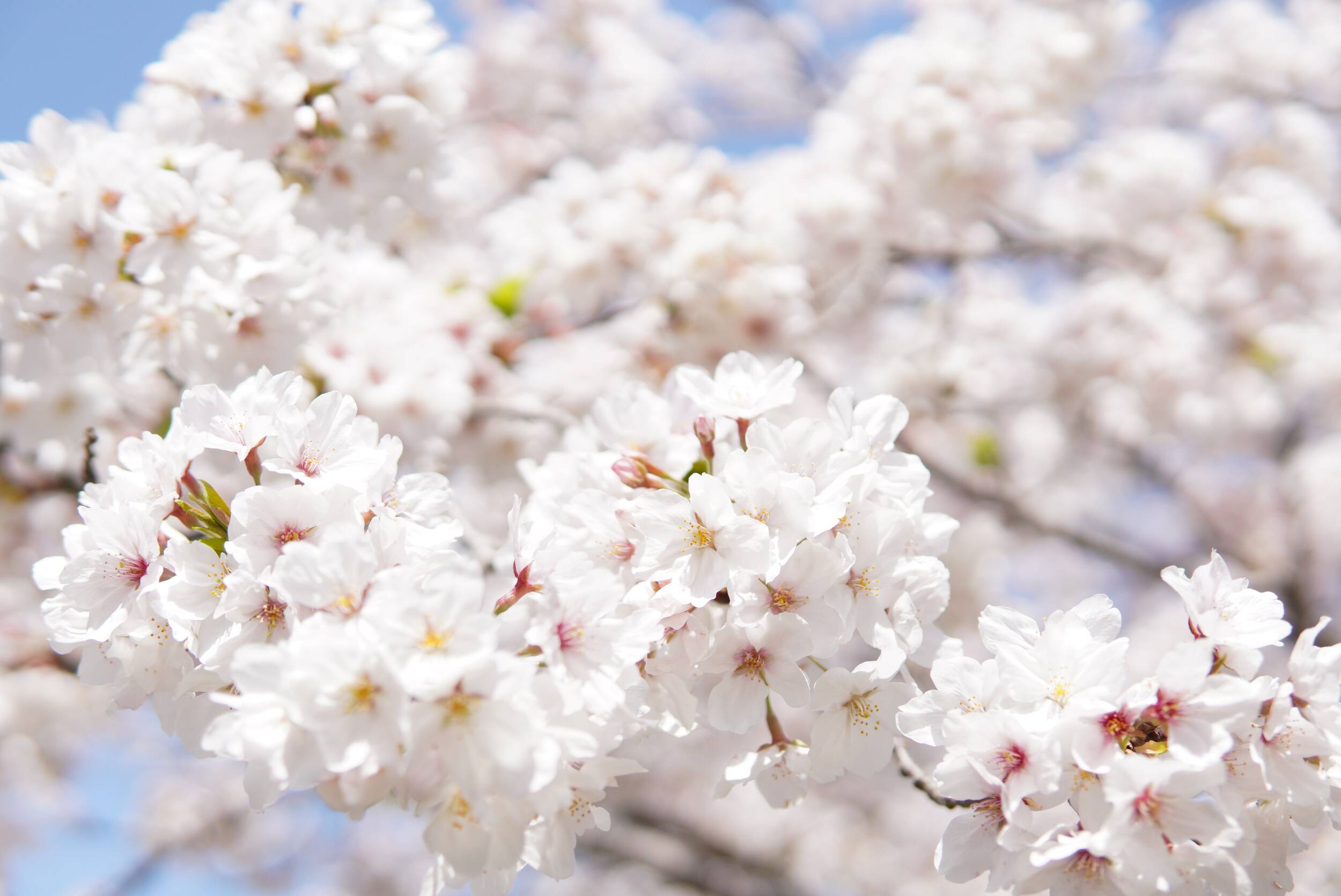 japanese cherry blossoms, white, flowers