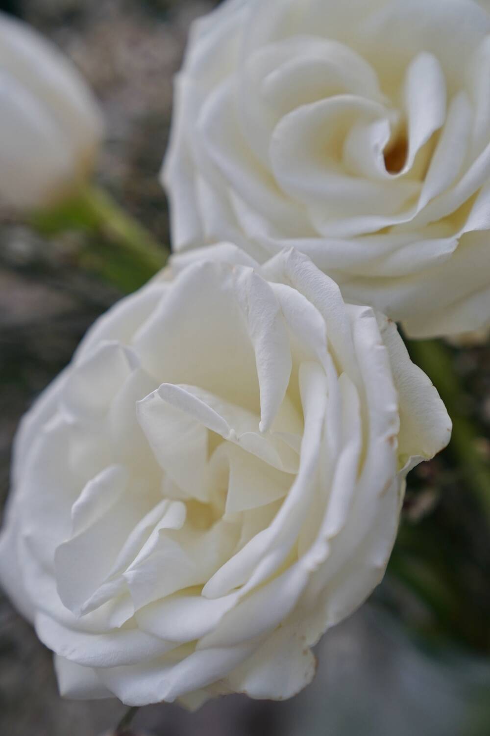 fiorabella