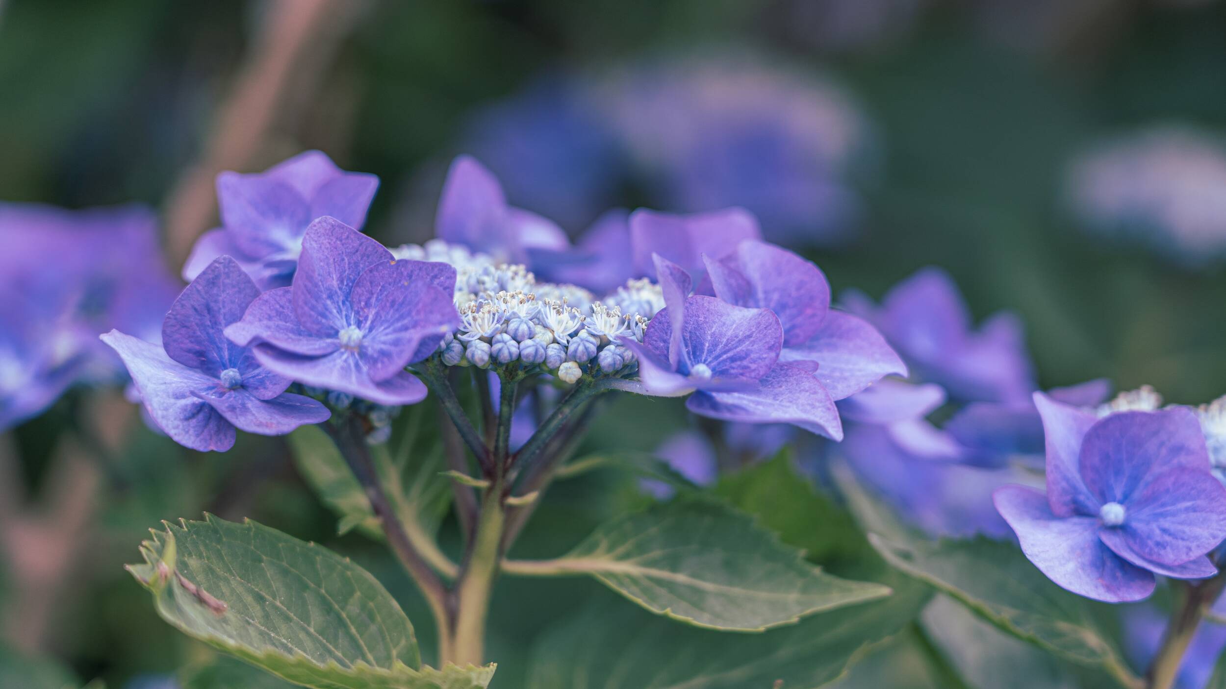 hydrangea, flower, blossom